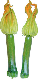 veges1.jpg