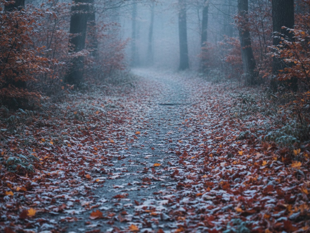 霜の降りた紅葉の小道
